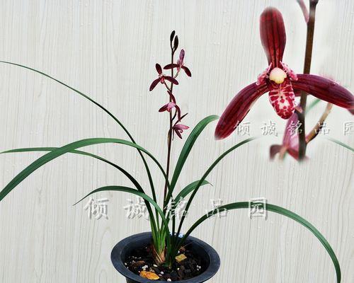 兰花怎样种植和养护（详解兰花的种植方法）