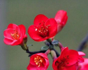 海棠花几月开花（观赏海棠花花期简介）