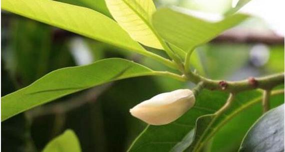 白兰花的种植方法及养护（从选种到栽培，打造美丽白兰花花园）