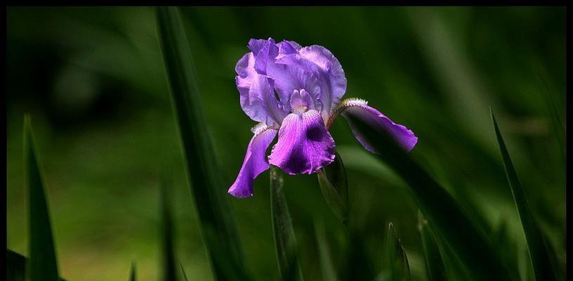 鸢尾花怎么种植（种植鸢尾花的注意事项）