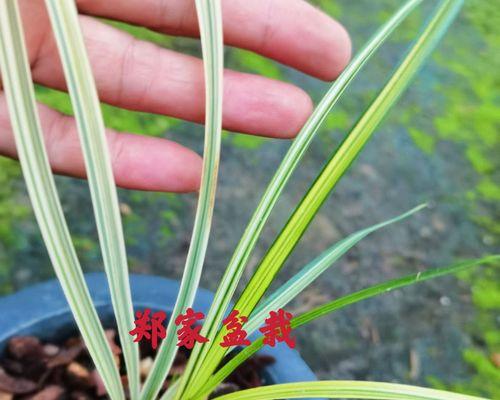 兰花日常怎样养护（兰花种植与养护技术）