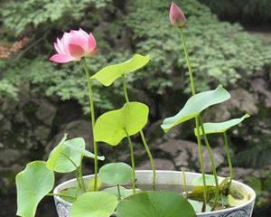 水培睡莲的种植方法和时间（关于睡莲的养护步骤）