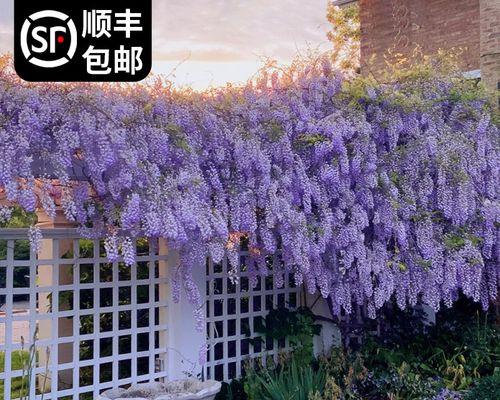 紫藤树种院子里好不好（紫藤花适合种植在院子里的妙招）