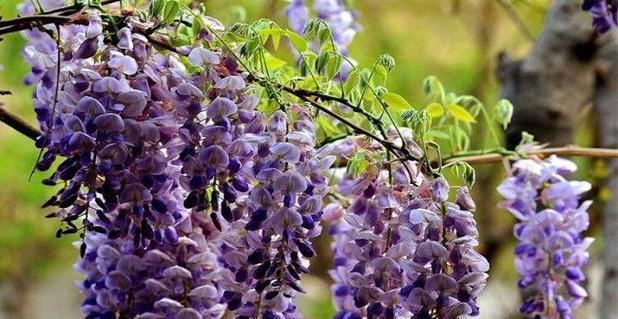 紫藤树种院子里好不好（紫藤花适合种植在院子里的妙招）