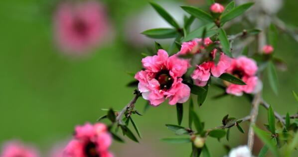 冬天开的花有哪些名字大全（室内最耐寒的花卉介绍）