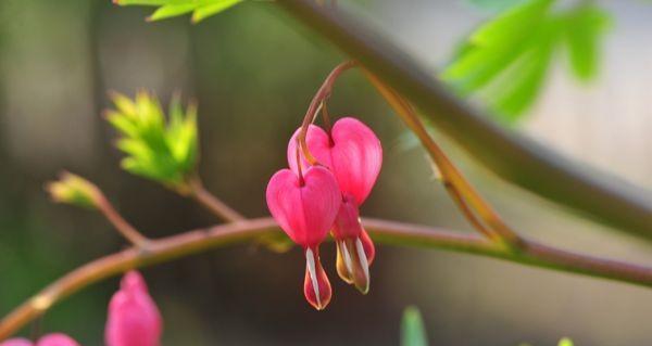 冬天开的花有哪些名字大全（室内最耐寒的花卉介绍）