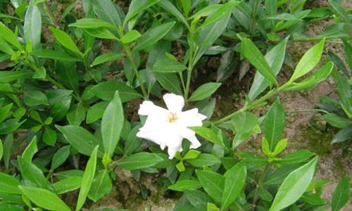 茜草科植物有哪些（常见的茜草科植物介绍）