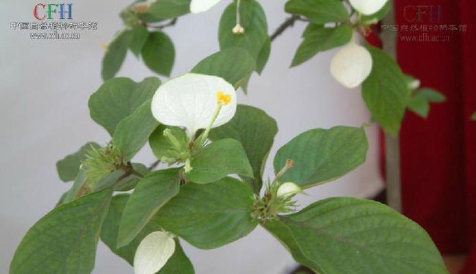 茜草科植物有哪些（常见的茜草科植物介绍）