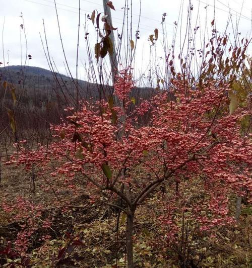 卫矛是什么植物（卫矛的养殖方法和注意事项）