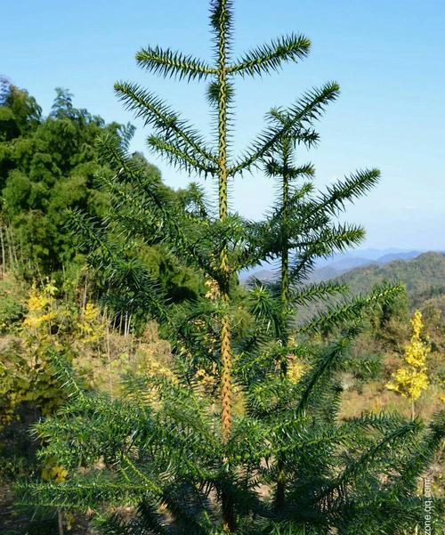 杉树如何种植（详解杉树种植技术与管理）