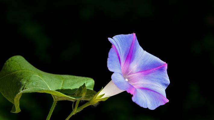 牵牛花的特点是什么（描述牵牛花的资料介绍）