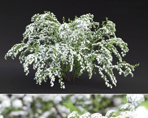 菱叶绣线菊花语——寓意与象征的深度解读（菱叶绣线菊的花语意义及其相关文化内涵）