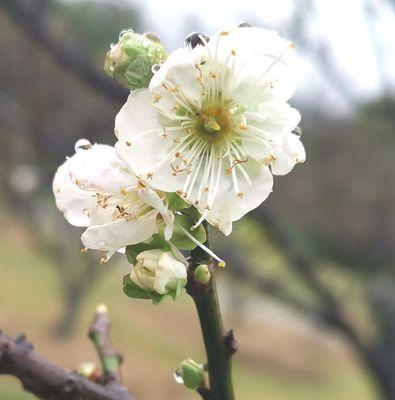 梅花的花语——坚韧不拔的美丽（追寻生命的意义与目标的内在力量）