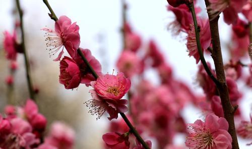 梅花的花语——坚韧不拔的美丽（追寻生命的意义与目标的内在力量）