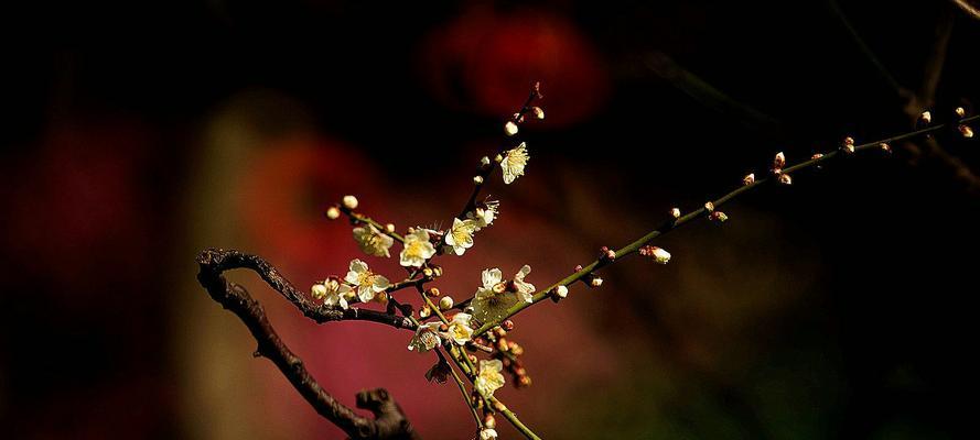 梅花的花语——坚韧不拔的美丽（追寻生命的意义与目标的内在力量）