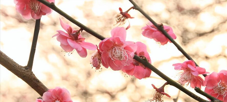 梅花之美（用梅花诠释生命的力量和美丽）