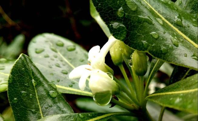 七里香花语的含义与魅力（揭秘七里香花语的深层内涵与美丽）