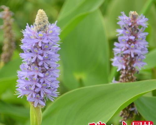 梭鱼草花语的意义与传承（探索梭鱼草的花语，传承美丽与情感）