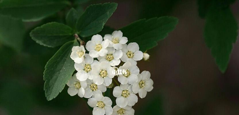 绣线菊的花语与寓意（探寻绣线菊的花语，了解其丰富的寓意）