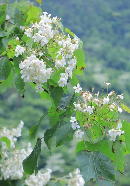 油桐花语之美（探寻油桐花的花语与意义）