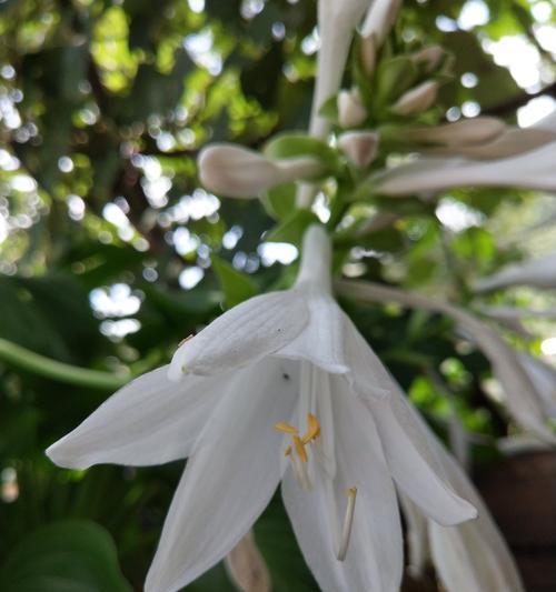 以玉簪花的花语及传说（神秘的玉簪花，传承千年的芬芳与祝福）