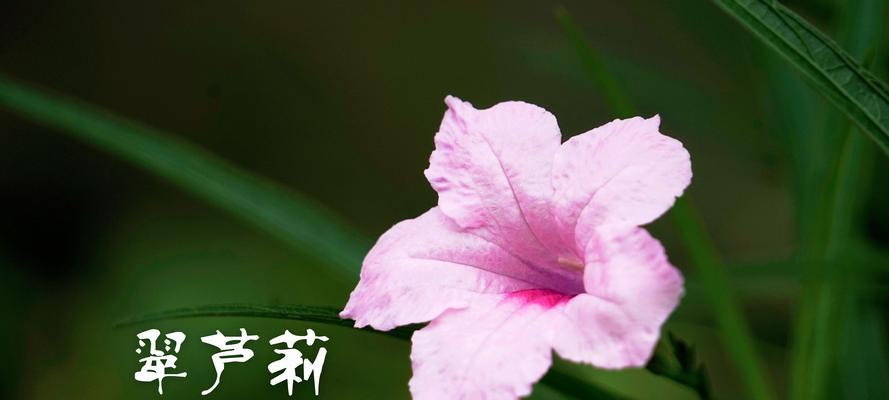 紫花翠芦莉的花语与寓意（探索紫花翠芦莉的神秘内涵，解读其独特花语）