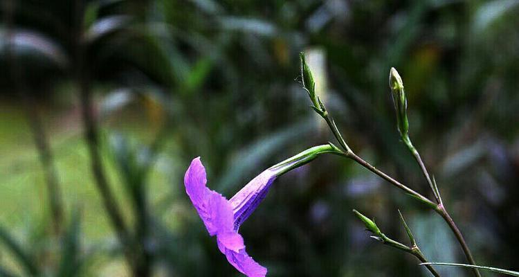 紫花翠芦莉的花语与寓意（探索紫花翠芦莉的神秘内涵，解读其独特花语）