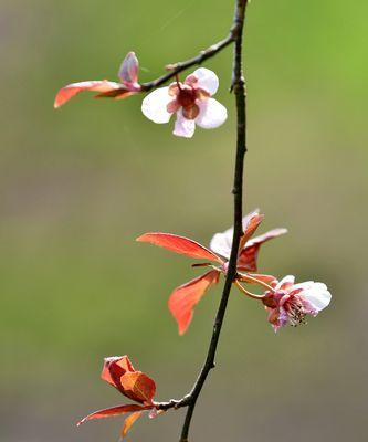 紫叶李的花语（寓意深远的紫叶李，传递着什么样的情感？）