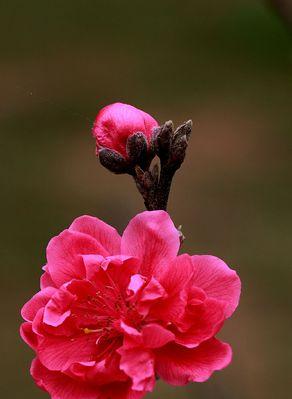 桃花（桃花的花语与传说）