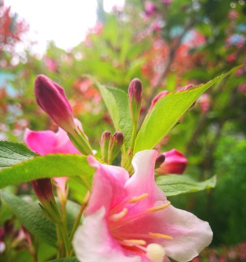 天女花的传说与花语（仙境花园中的神秘之花——天女花）