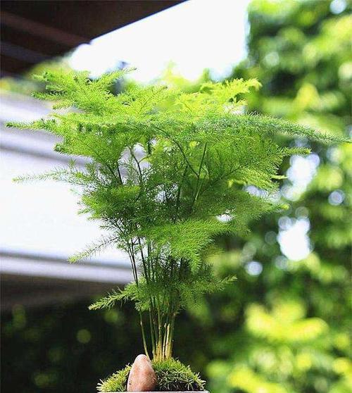 永恒不变的文竹，人生寓意（以文竹寄托心意，寻找生命真谛）