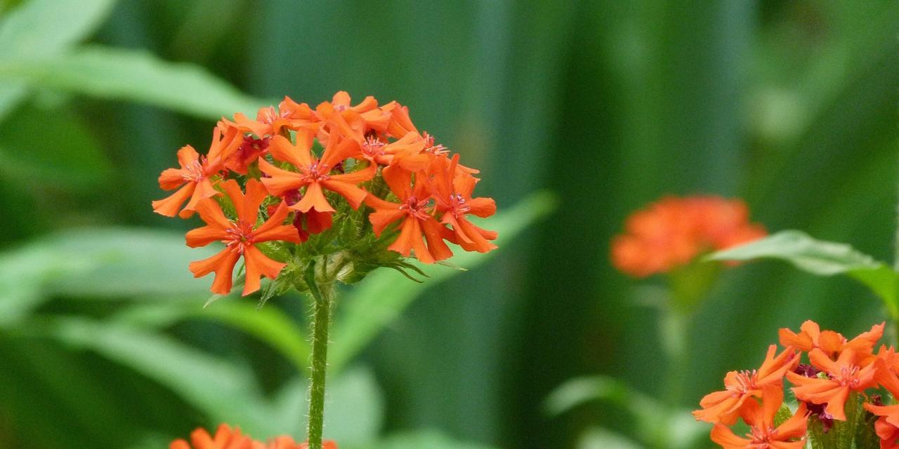 夏日之美（盛夏时节，探寻花海中的奇妙世界）