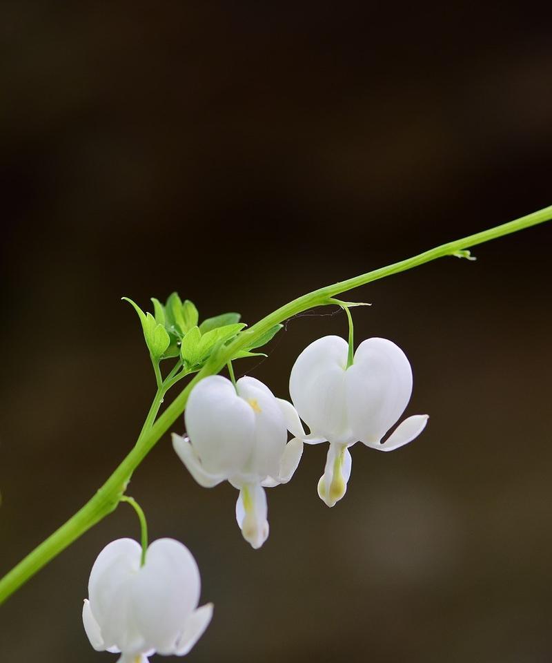 坚强勇敢独立的花与植物（生命力的象征与启示）