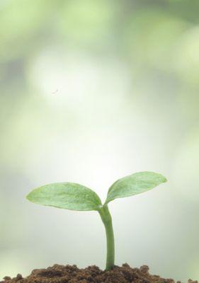 生命与希望的花园（在自然中寻找生命的奇迹和希望的曙光）