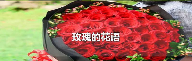 玫瑰花语与意义（探索玫瑰花语的深层含义）