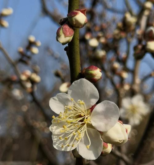 梅花的花语（揭示梅花的内涵与意义）