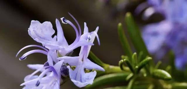 梅花的花语与意义（探寻梅花花语的深层含义）