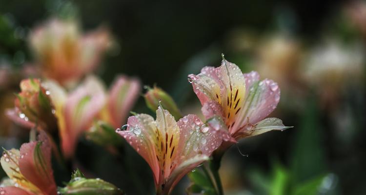 秘鲁百合的含义（百合花）