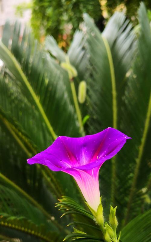 牵牛花象征的人（探索牵牛花所代表的不同类型的人）