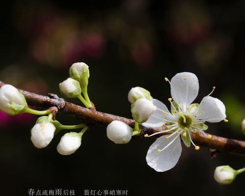 青梅花语（以青梅花的花语为主题的绿色生命之旅）