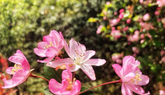 日本海棠花花语（揭示日本海棠花的花语及其象征的深层含义）