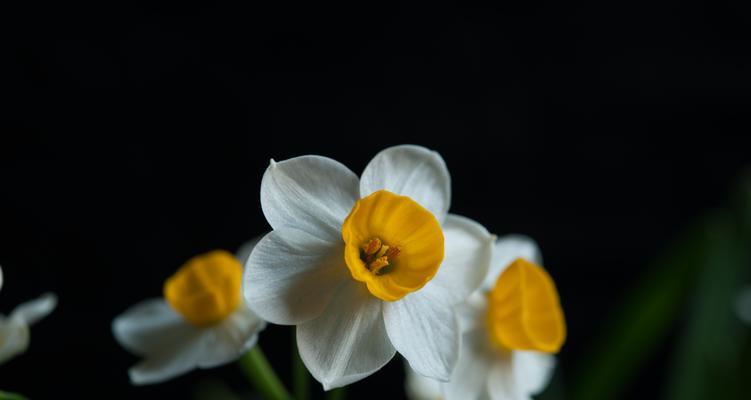 水仙花的美丽与含义（传递爱与希望的花朵）