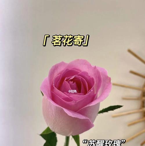 苏醒玫瑰（唤醒心灵的花朵）