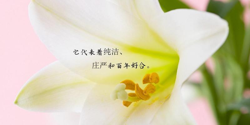 索尔邦百合花语（揭示百合花语的深刻含义与魅力）