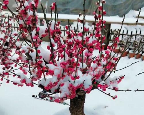 庭院梅花（中国古老文化中的永恒象征）