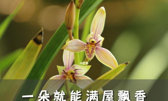 文兰花的神秘力量（探秘文兰花之美与寓意）