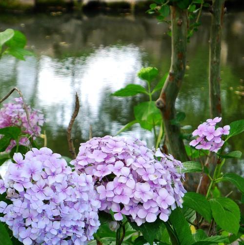 八仙花寓意与花语（用花朵的美丽传递祝福与希望）