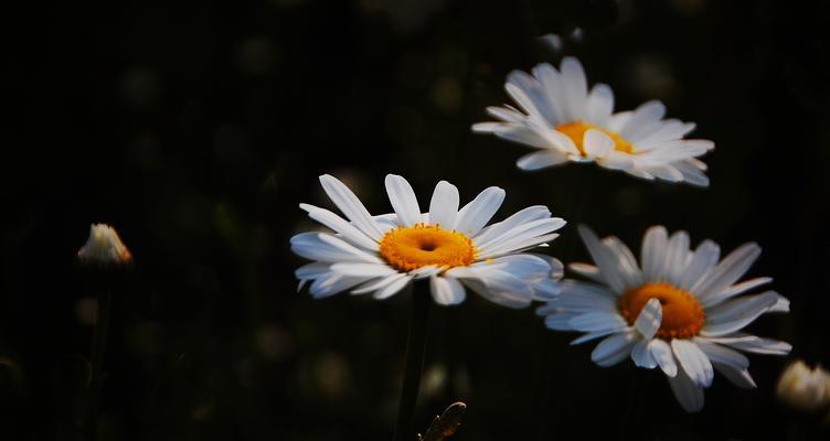 白晶菊花语-美丽与纯洁的象征（白晶菊花语背后的深刻含义）