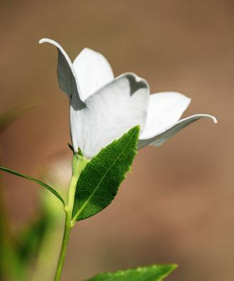 白色洋桔梗的花语（白色洋桔梗花语的深层含义与传承）