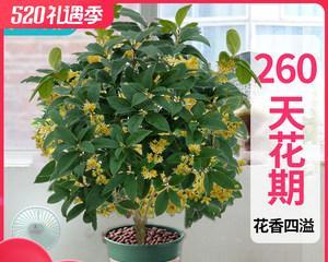 盆栽桂花什么品种（盘点四大高颜值桂花）